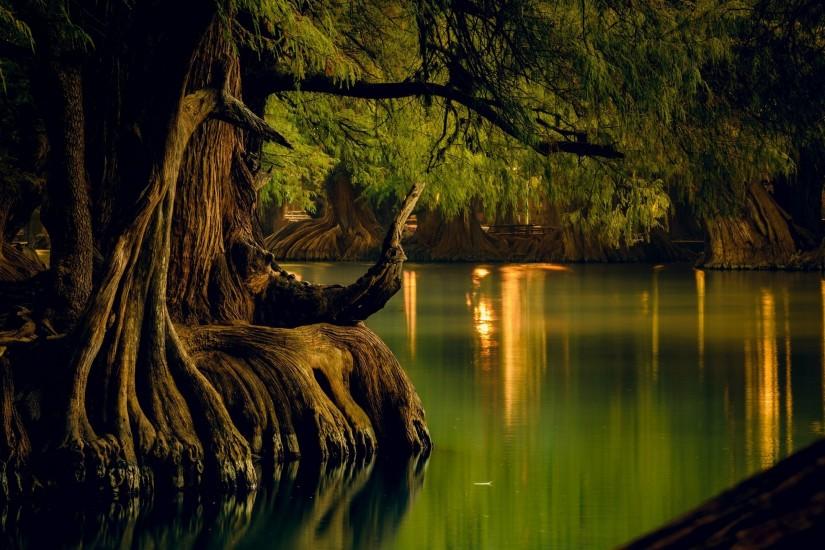 nature, Landscape, Lake, Forest, Water, Reflection, Trees, Roots, Calm, Mexico  Wallpaper HD