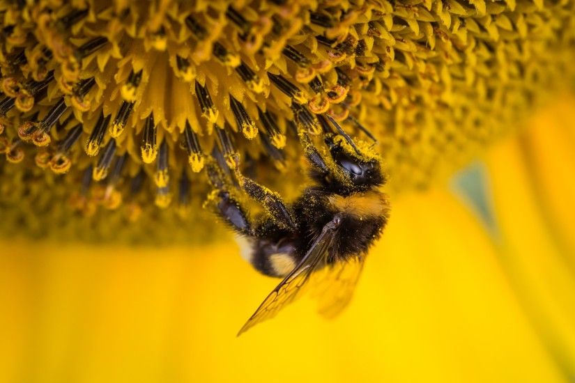 Animals / Bee Wallpaper