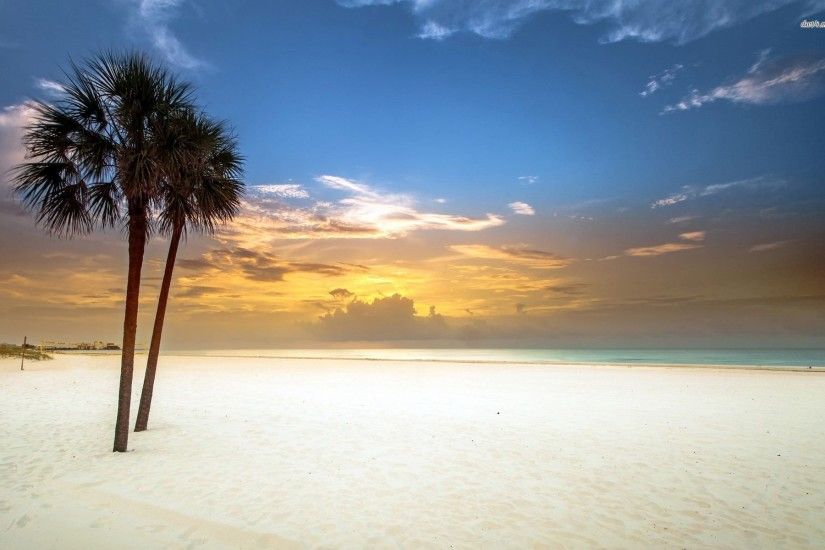 Palm Trees On Sandy Beach 926957