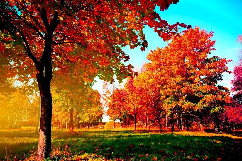 Autumn-trees Wide Desktop Background