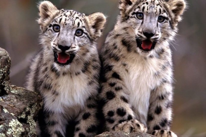 Baby Animals - Cubs Leopard Snow Baby Animals Desktop Background for HD  16:9 High
