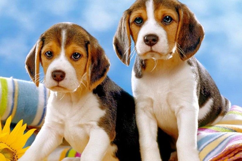 beagle puppies | Pinterest .