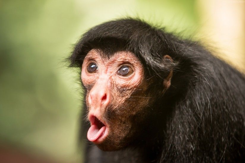 Wallpaper Chimpanzee, monkey, cute animals, funny, Animals #4518. We host  truly cool 4k wallpapers because we know what you need!