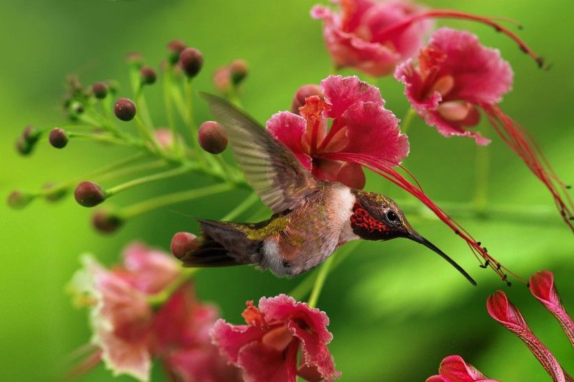 Preview wallpaper hummingbird, bird, flight, wings, flap, color, wood,