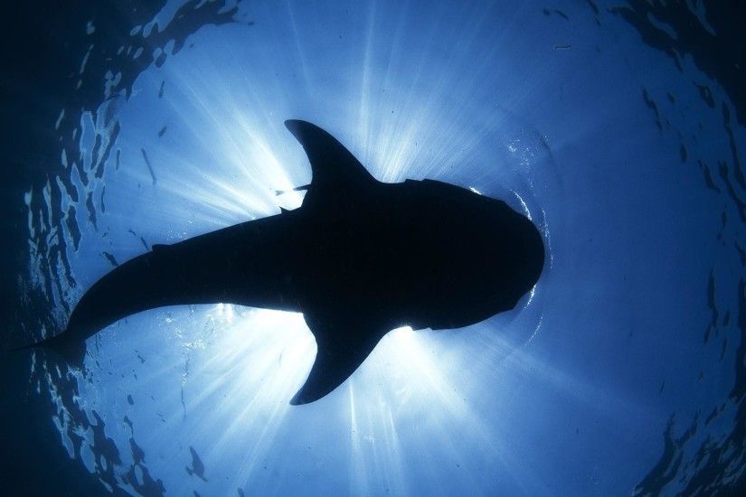 ... Shark creature attacking underwater HD desktop wallpaper .