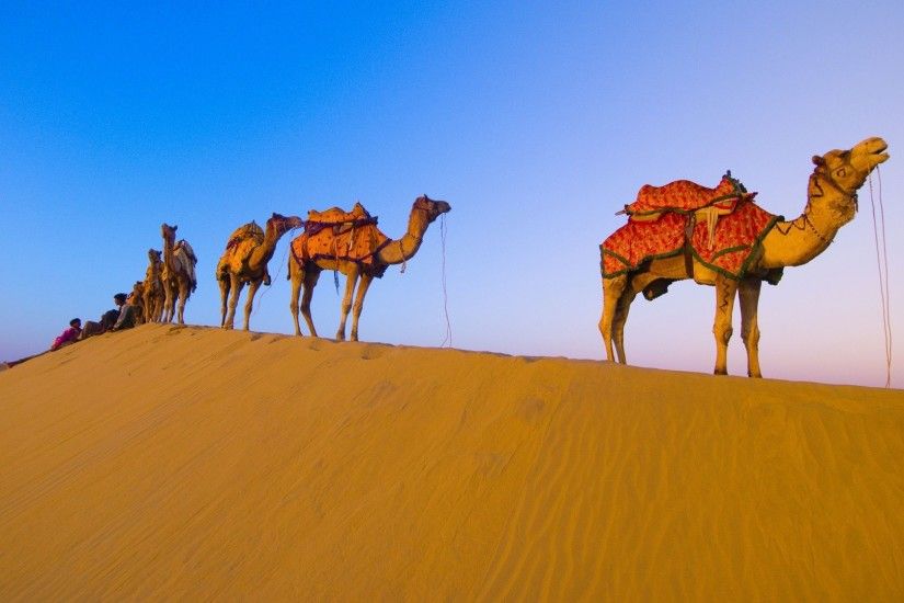 Camel Desktop Backgrounds