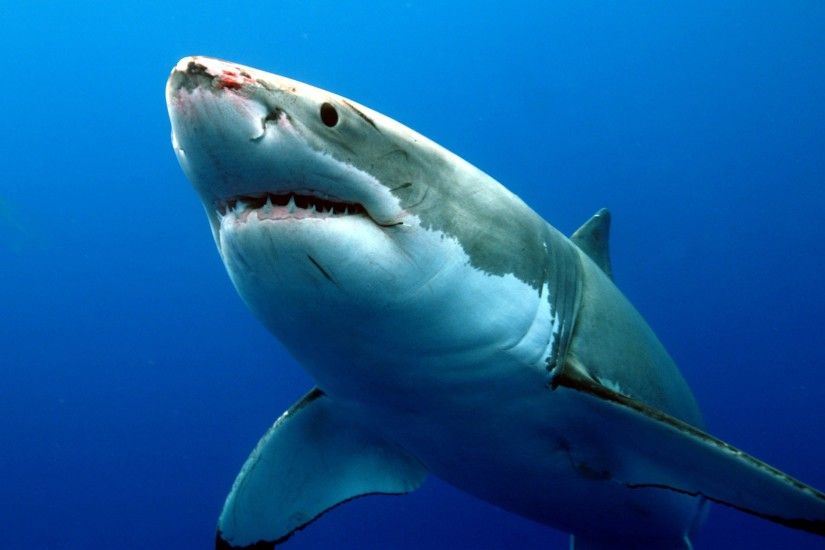 great white shark wallpapers widescreen download free 4k background  wallpapers pictures samsung phone wallpapers 1080p digital photos 3000Ã2000  Wallpaper HD