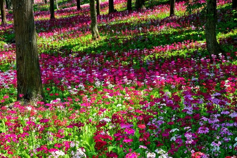Beautiful Gardens With Pink | Beautiful Multi Colored Flower Garden  Wallpaper | All Flowers | Send