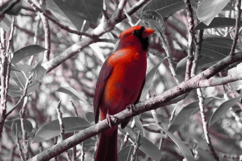 1920x1080 Wallpaper red cardinal, bird, branch, sit