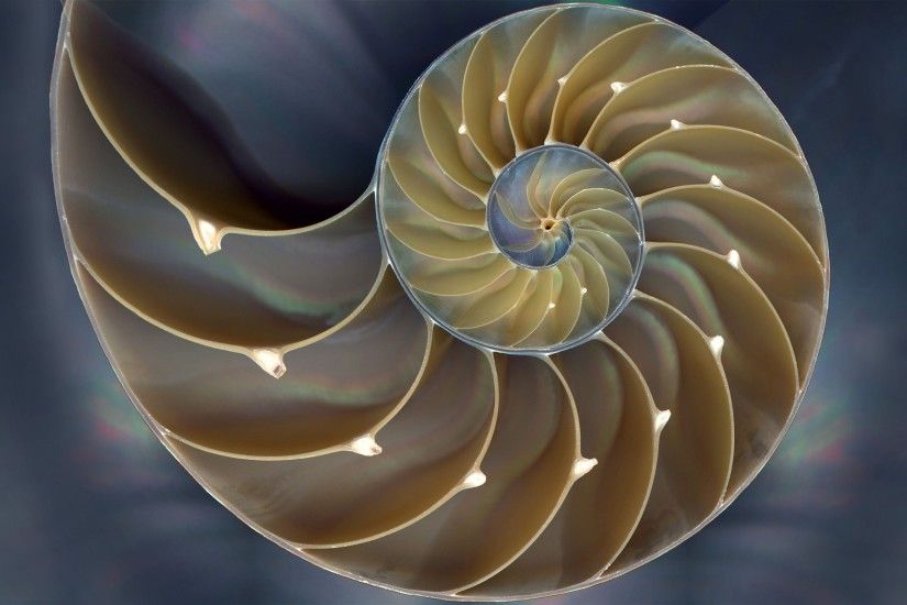 Fibonacci Spiral In Nature | Sci-fi art by Petar Milivojevic .