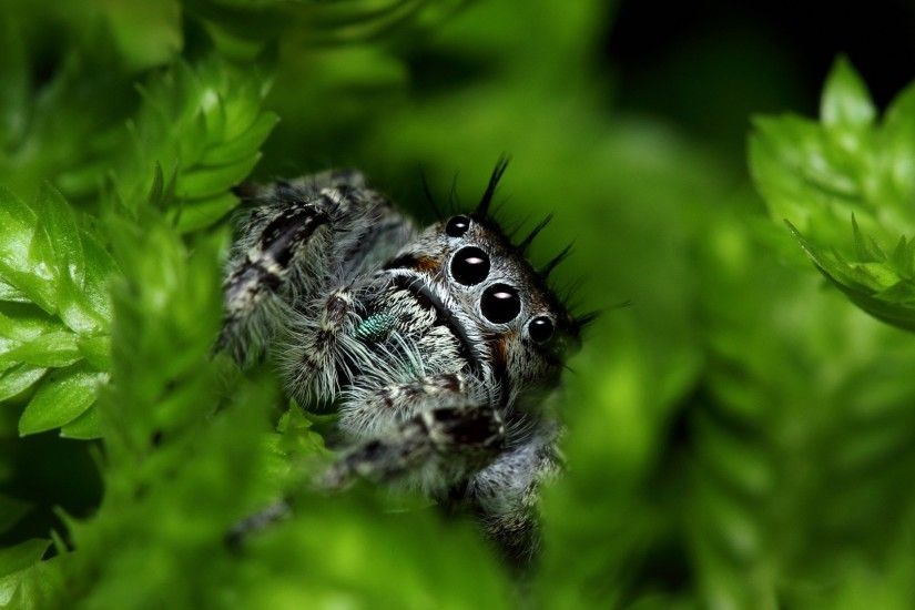 Nature leaves macro spiders jumping spider arachnids wallpaper