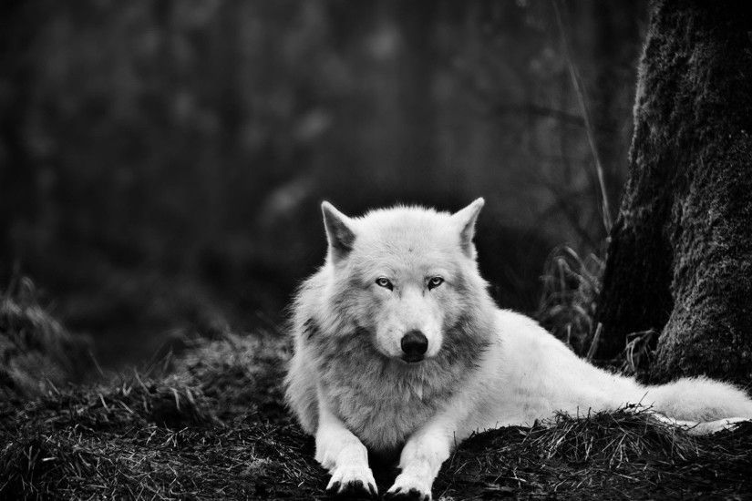 Wolf HD Wallpapers Backgrounds Wallpaper