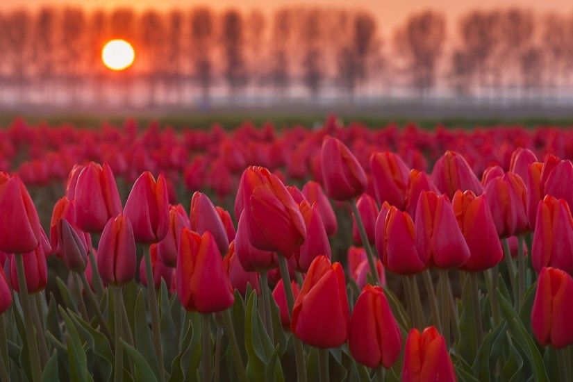 Tulip flowers garden and sunset nice wallpapers