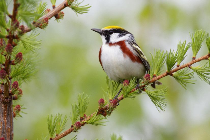 Beautiful Birds Pictures For Desktop Backgrounds