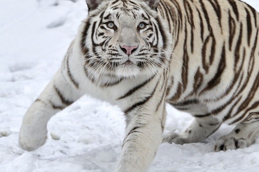Preview wallpaper tiger, albino, snow, winter 2048x2048