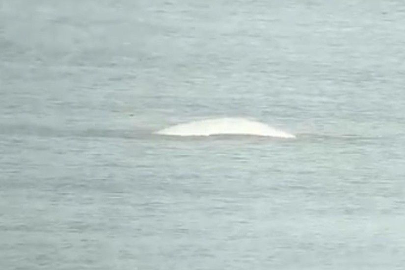 Possible sighting of Thames beluga whale