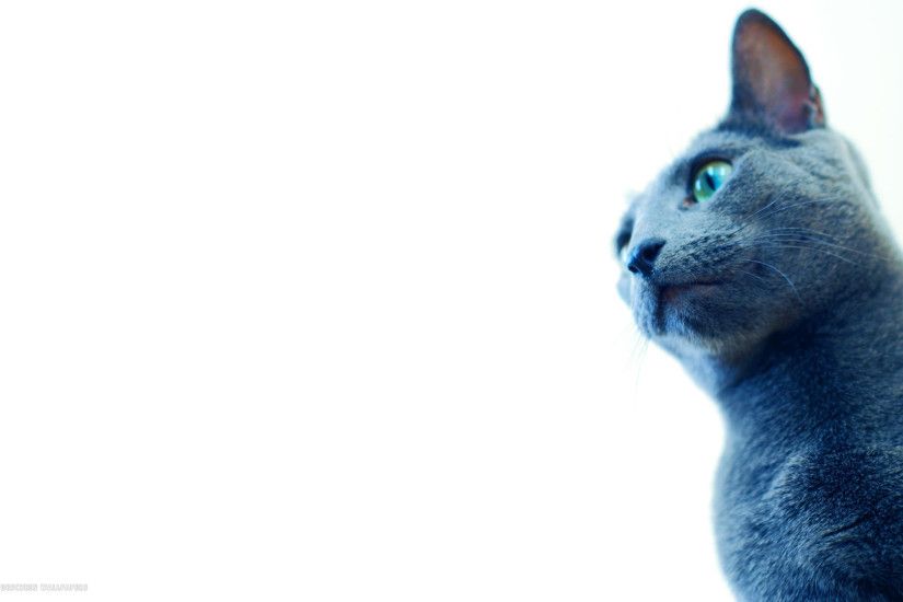 white background russian blue cat 1920x1080