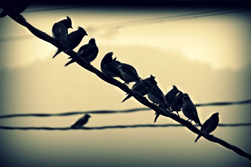 Free Images : nature, branch, light, fence, barbed wire, group, sunset,  row, retro, sunlight, morning, leaf, flower, animal, cute, flock, cable,  line, ...