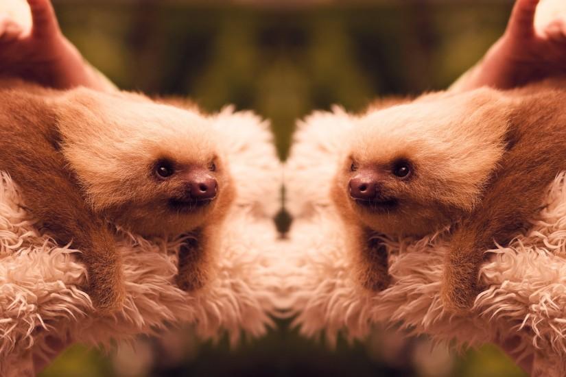 Funny Baby Sloth WQXGA Wallpaper