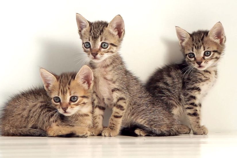 Kittens Against White Background Free Stock Video Footage Download Clips
