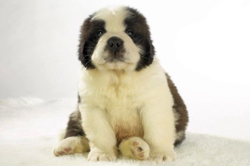 Fluffy Saint Bernard Puppy