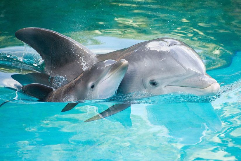 Cute Baby Dolphins Swimming - wallpaper.