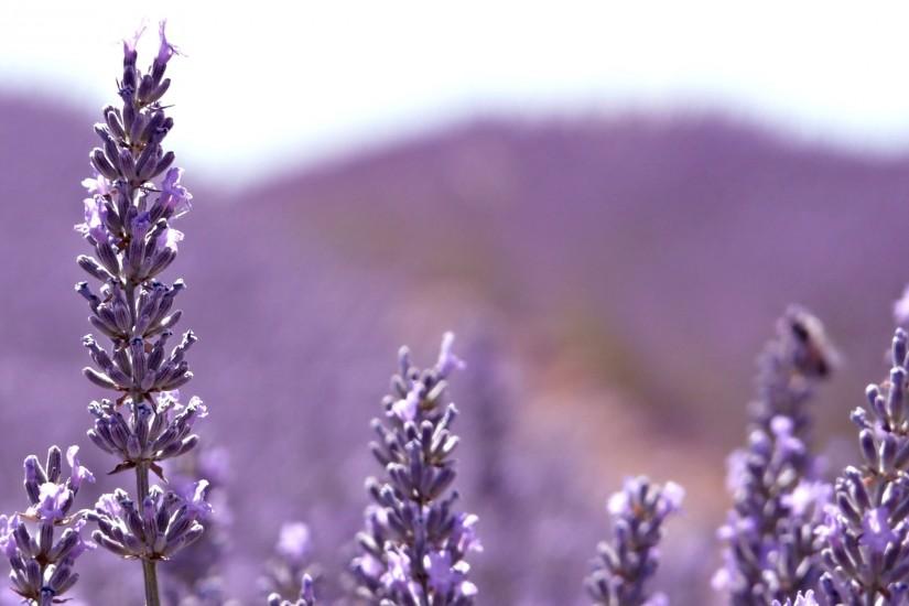 Lavender Flower Photo HD.