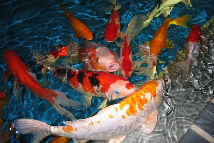 2000x1334 Koi Free Live Wallpaper Android Apps on Google Play 1024Ã—768 Koi  Wallpaper (