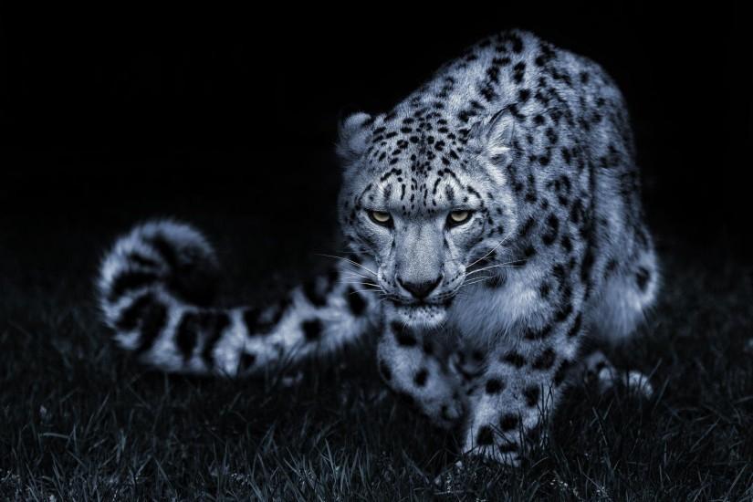 White Leopard Hd | Animals HD 4k Wallpapers