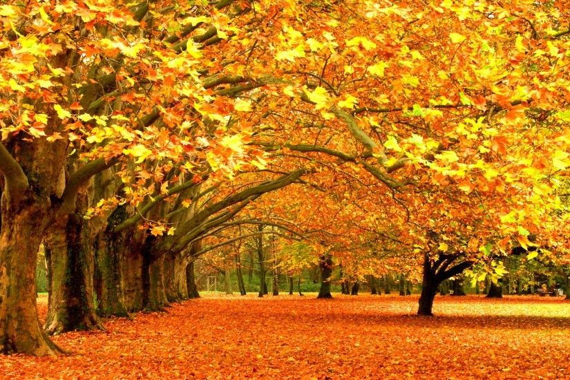 Wallpapers autumn leaf fall, leaves, trees desktop | HD Desktop .