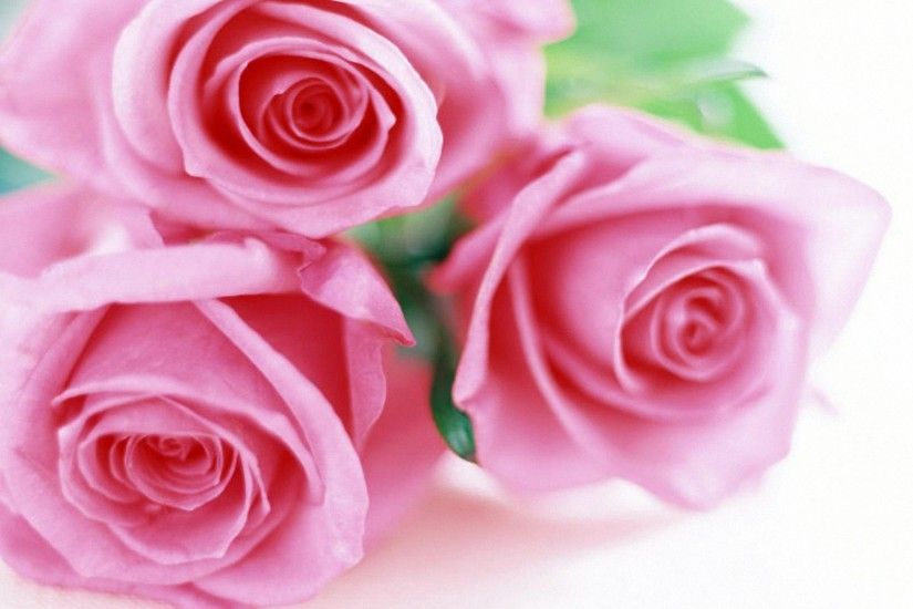 pretty sweet pink roses HD wallpapers - desktop backgrounds