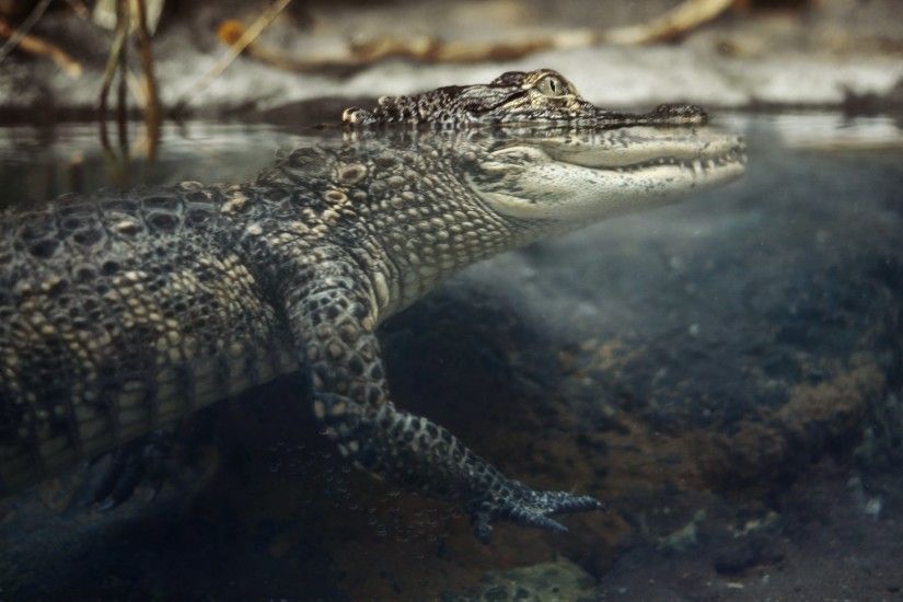 Pictures for Desktop: alligator wallpaper by Ekewaka Jones