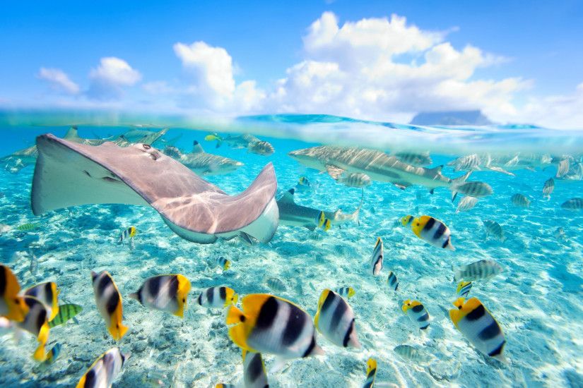 tropical fishes Tropical Fish Wallpapers HD Wallpapers Ocean 2880Ã1800