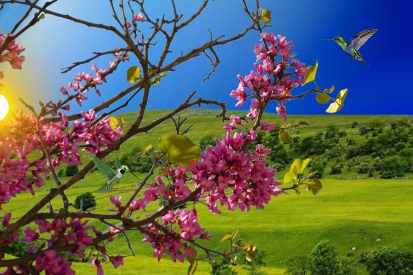 Day Flowers Tree Sunny Hummingbird Spring 3d Flower Wallpapers Download