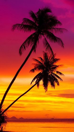 Coconut Palm 3 3Wallpapers iPhone Parallax Coconut Palm : 3