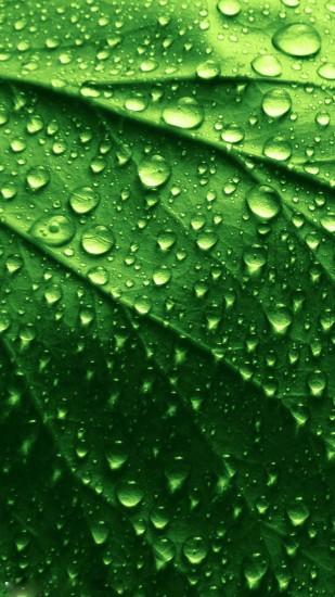HD green leaves and water drops iOS 9 Wallpaper