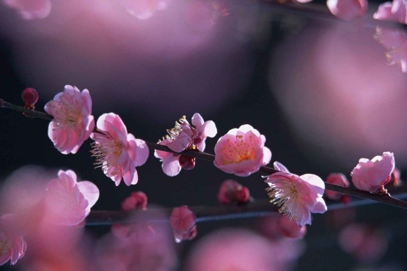 Flowers Springtime Pink Desktop Wallpapers Nature HD