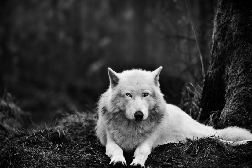 Download White Wolf Wolves HD Wallpaper (2679) Full Size .