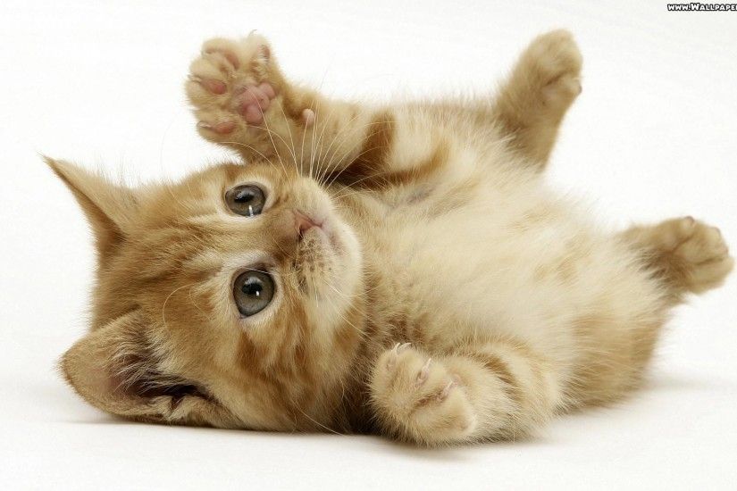 Cute Kittens Wallpapers 1080p