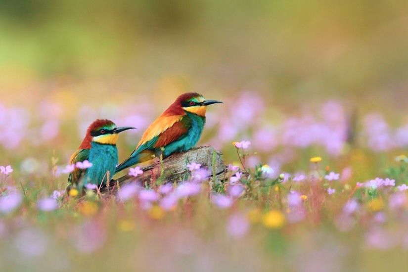 desktop colorful bird pictures