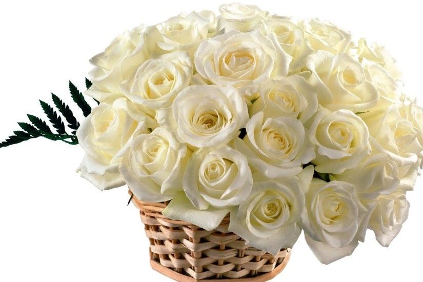 white roses best hd free wallpapers