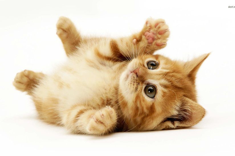 cutest kitten background