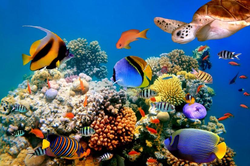 Widescreen Wallpapers: Coral Reef, (4000x2657 px, V.63) for PC