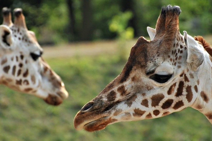 20 Wonderful HD Giraffe Wallpapers