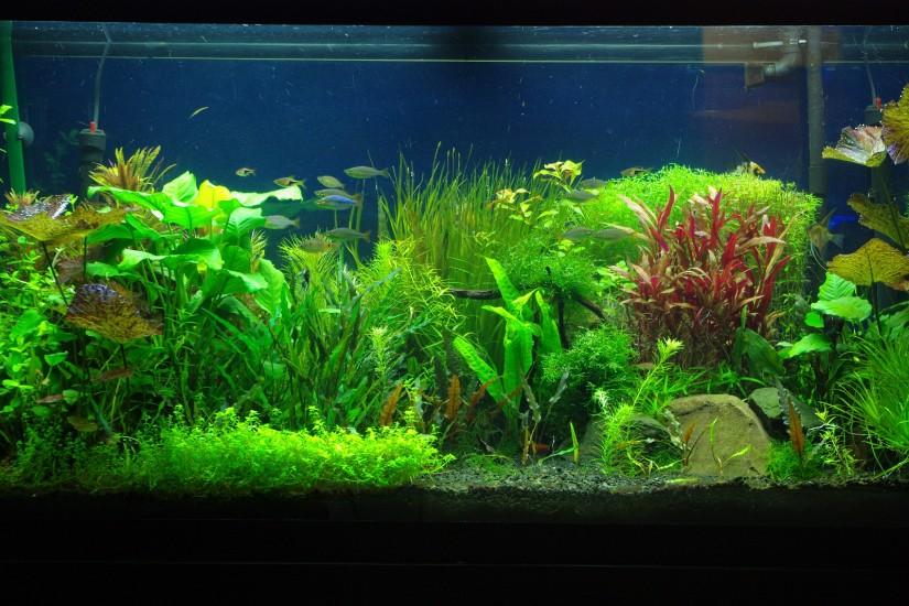 Fish Tank Moving Desktop Backgrounds | Best Looking Aquarium Background  Wallpapers