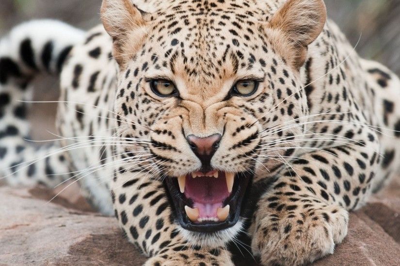 Free-download-images-cheetah-wallpapers-HD