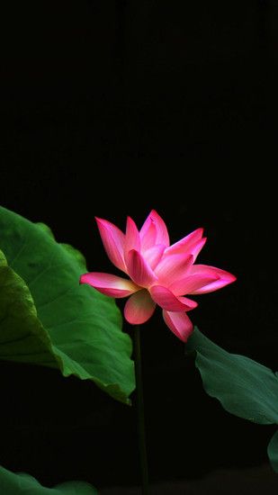 Red Lotus Flower Galaxy Note 3 Wallpapers