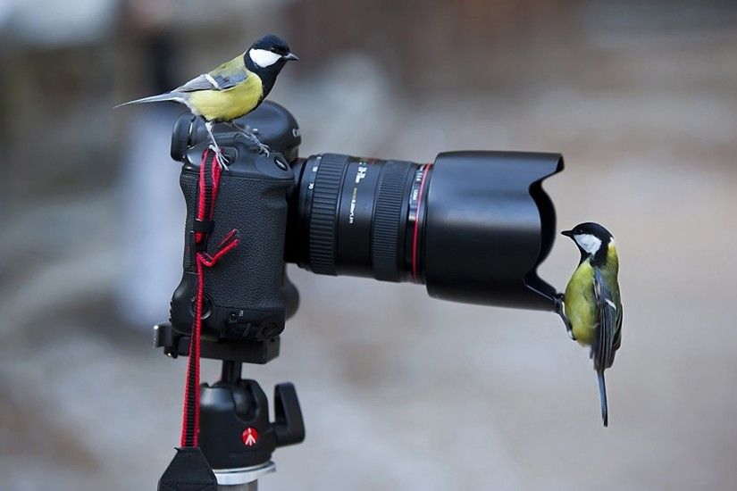 Canon Camera Tripod Curious Birds Desktop Wallpaper Uploaded by DesktopWalls