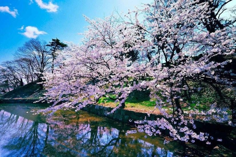 Landscapes Blossoms Japan Nature Cherry HD Wallpapers New