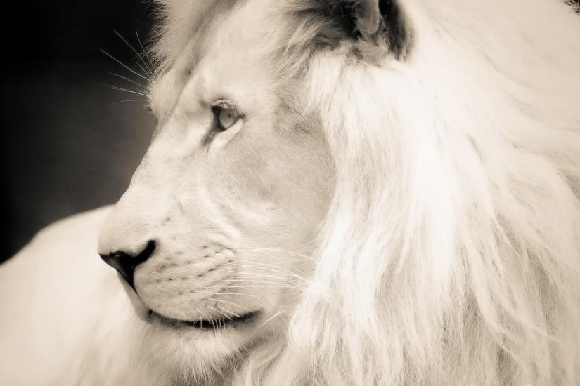 Wallpapers For > White Lion Wallpaper Hd 1080p